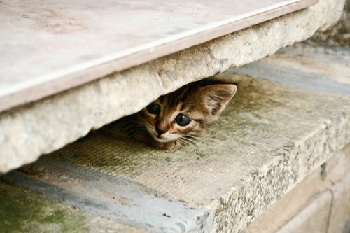 Do creditors have you cornered ? What is Bankruptcy and can it help ?