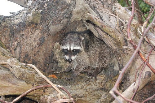 Do creditors have you cornered ?